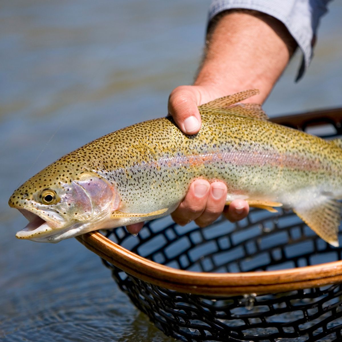 man's hand holding an American brook trout on top of a net. 