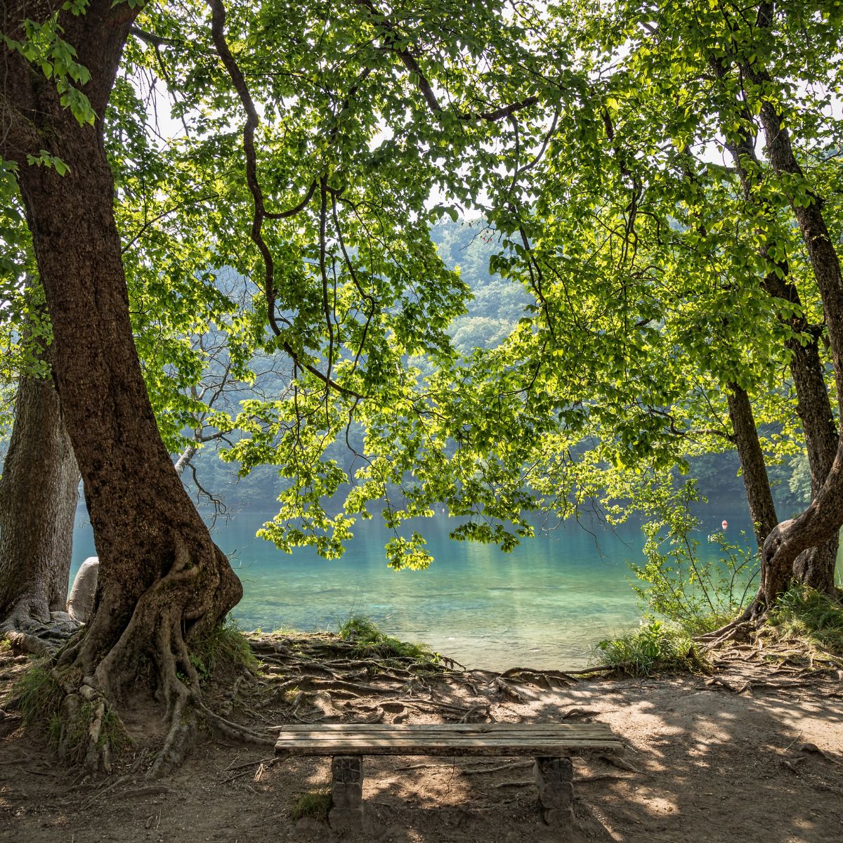 A low wooden bench under tall trees at the edge of a lake. 