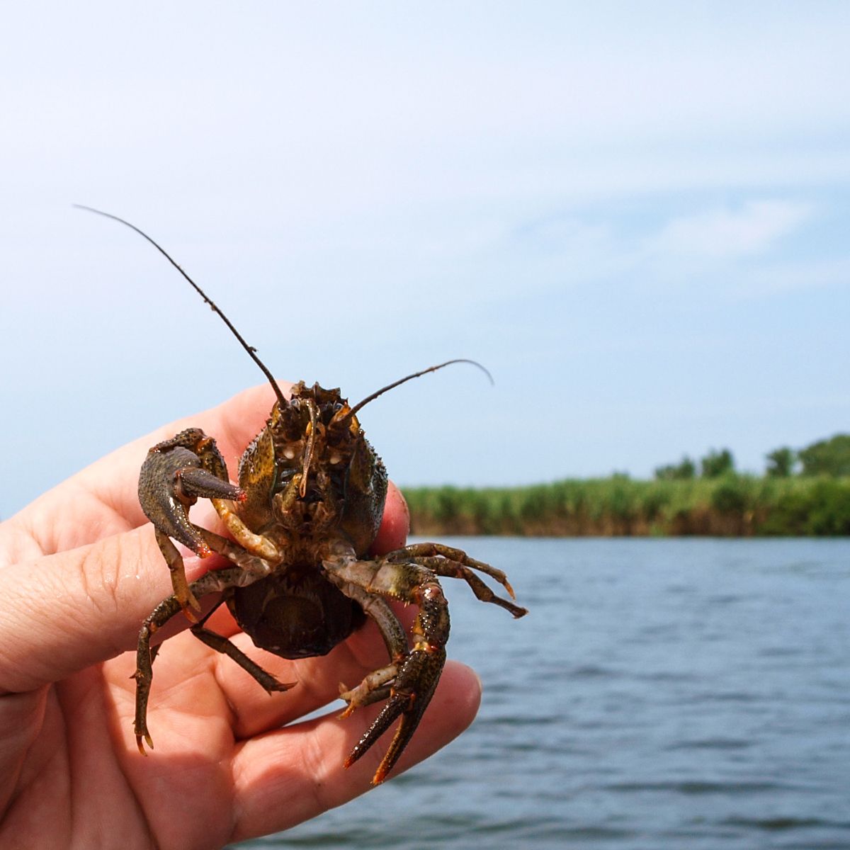 a closeup of a man's hand holding a crayfish.