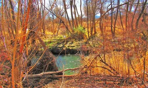 River flowing through wooded area.