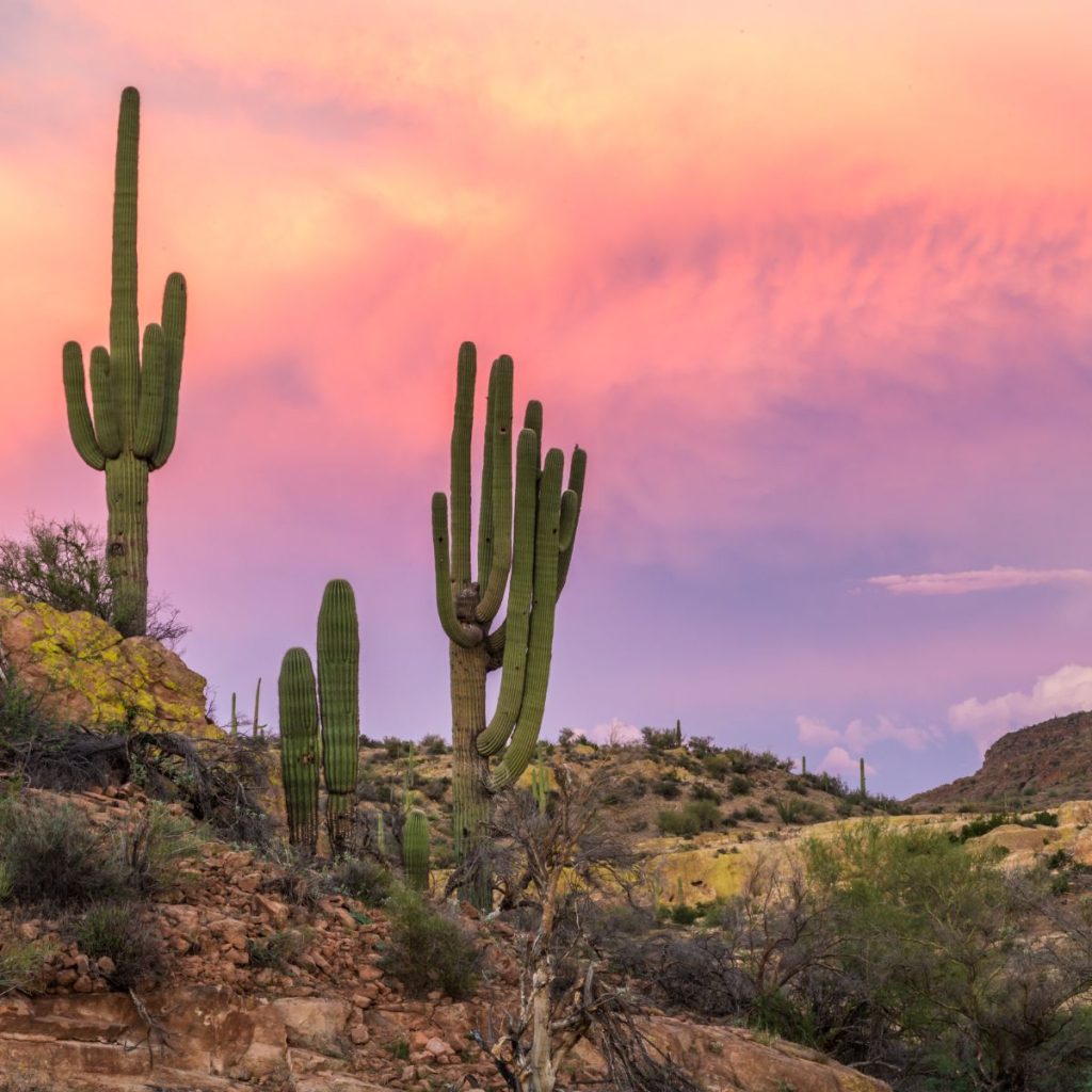 cactus with a background of bright monsoon skies. 