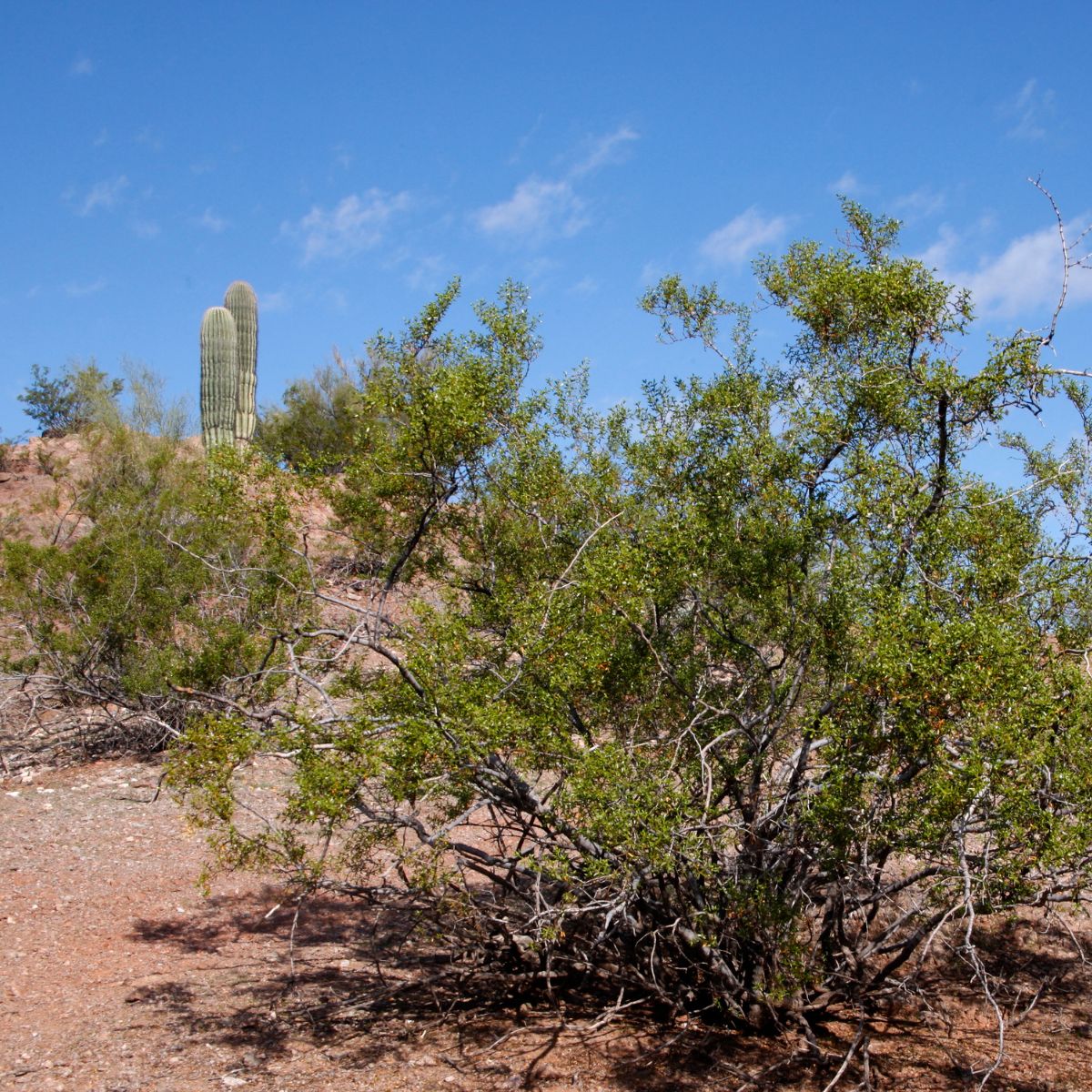 a creosote bush with a cactus in the distant background.