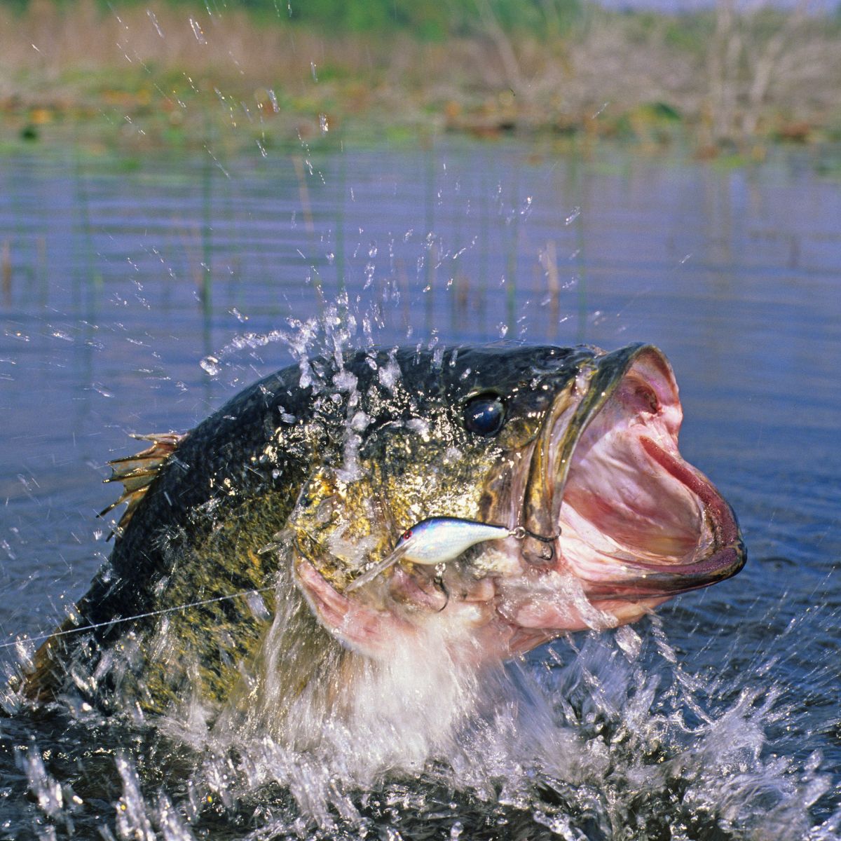 largemouth bass splashing water as it's being pulled out of the lake.  