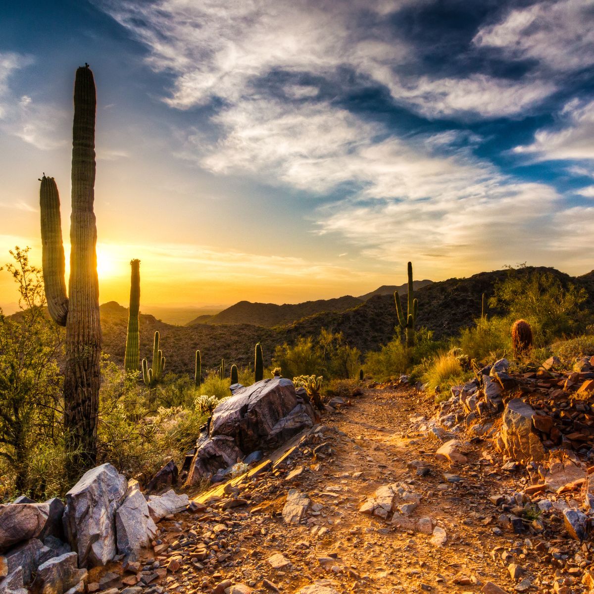 A beautiful sunset over Arizona's wilderness, a path, and some cacti. 