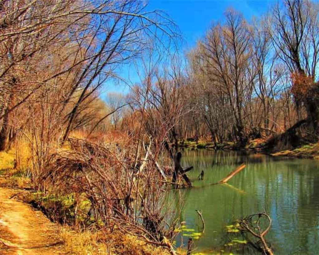 a river slowly flowing in a wooded area with a trail alongside.